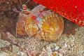 Hermit crab taking refuge under a cushion star.  Maui, Hawaii 