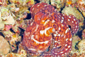 This octopus actually came out of hiding on the reef and began to put on a fantastic color display that the camera couldn't capture, then retreated.  I suppose I was too near its abode. 