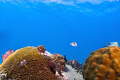 Sargent major swimming between coral heads. 
