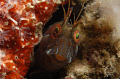 Silly  Seaweed Blenny 
