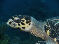 On the last dive of a recent trip to Roatan, this turtle swam with me, allowing some photos. SeaLife DC1000 