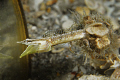 Blue Throat Pike Blenny, in love . . .with himself. He'd set up camp near a pocket mirror that must have lodged in the sand. How our discards can effect the balance of nature. 