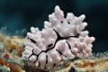Krempf's Phyillidiopsis 