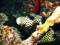 Spotted Trunkfish. Roatan-on wreck of Prince Albert, This little 'fella' was flitting about a ladder on the wreck. SeaLIfe DC1000 