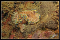 glossodoris cincta in Boonsung Wreck - Thailand 