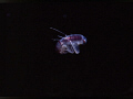 Amphipod 'Themisto libellula', photo taken in Resolute Bay, Cornwallis Island, Nunavut- in Canada's high Arctic. 