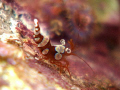 A tiny squad shrimp 