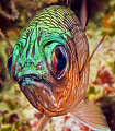 "Ugly Stick?  Nah.  Soldierfish". 