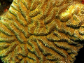 A-maze-ing coral. Roatan , Honduras-SeaLife DC 1000 