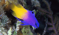Fairy Basslet 