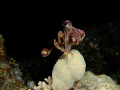 3.03.2011 Red Sea, Sharm el Scheik 