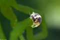 freshwater isopod 