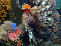 Lionfish on the hunt 