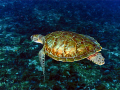 Sea Turtle in Key Largo 