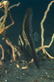 Zebra Fish 