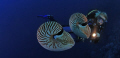 Chambered Nautilus 