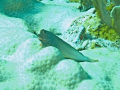 Blenny - Florida Keys 