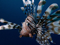 Lionfish at El Quadim , taken with Canon G10 