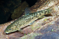 Barbus meridionalis 