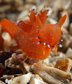Red Nudi, Plocampherus lucayensis..normal range Bahamas, unusual in Florida... but then this is the Blue Heron Bridge .. we get all sorts of cool and unusual. 