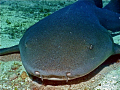 Nurse shark 