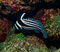 Spotted drumfish 