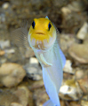 Yellowheaded Jawfish 