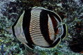 Banded Butterfly fish 