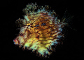Leafy Filefish 