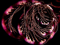 Purple crinoid, curled up at night, Milne Bay, PNG 