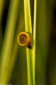 Planorbis in a pond 