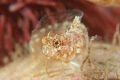 "The Teaser"
female sailfin blenny that was teasing all the boy blennies. She had 5 suitors at 1 time and 1 seaweed blenny takin notes! 