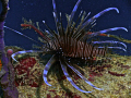 Lionfish 