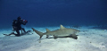 This image was taken at Tiger Beach near West End Bahamas -
Lemons Sharks patrol the area and often settle to the bottom for a bit of cleaning. 