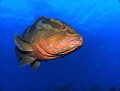 Grouper at Cayman Brac 