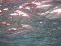 Crocodile Needlefish blending in with surface. StingRay City, Grand Cayman 