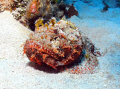 Scorpion fish near Cayman Brac. If the fish doesn't move when you get near to it, it knows something you don't :) 
