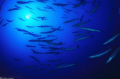 deep barracudas 
