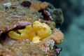 Commersons frogfish doing a little morning fishing 