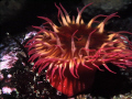 Anemone sp. ,Queen Charlotte Islands-Canada's Pacific Northwest. 