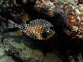 Spotted boxfish 