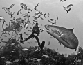 During a dive at Hammertime, the sweet Tiger Shark know to many as Emma arrives for a lengthy visit. Shes big and beautiful! 