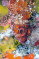 Red scorpion fish posing in a colorful background. 