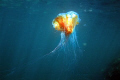Giant jellyfish or Lion's mane jellyfish can be very big and painful. 
Cyanea capillata
 