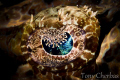 Crocodile Fish Eye 