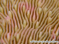 NO CROP! Mushroom Coral close up. 
Canon G10, Canon housing, dual strobe YS27DX 
UN wet MACRO lens x6 magnification 
1/500 f 8 
