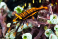 Periclemenes cornutus 