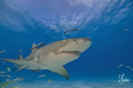 Scary looking to some, loveable like a puppy to others. This Lemon Shark is just one of many found at Tiger Beach and the surrounding reefs off the Bahamas. 