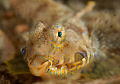 A Happy Dragonet ! 