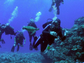 Hey, I want to dive with you guys! 